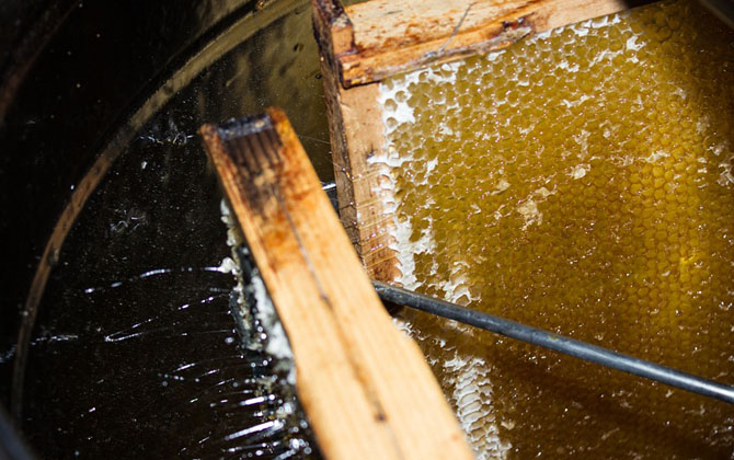 蜂產品有哪些種類？不僅僅只有蜂蜜，有些蜂產品比蜂蜜還要值錢！