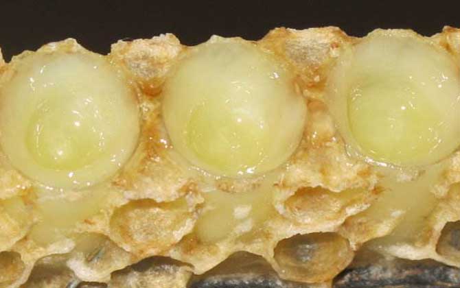 女人吃蜂王漿的副作用有哪些？蜂王漿雖好，但這些副作用要小心！