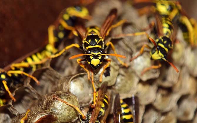 蜂房的功效與作用有哪些？用對了祛風鎮痛，用錯了反而可能中毒！