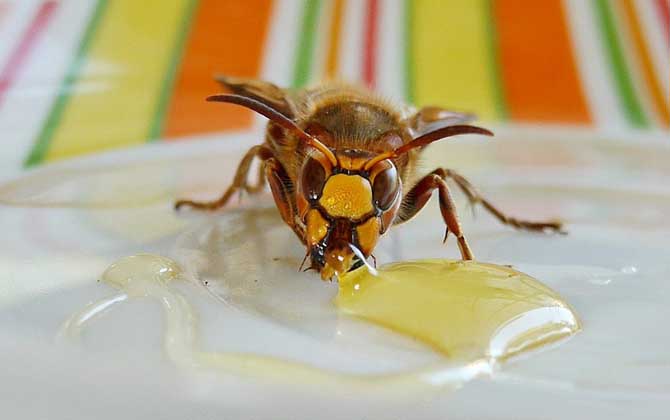 蜂蜜美容的最佳方法，掌握這些常識(shí)和竅門，美容效果將事半功倍！