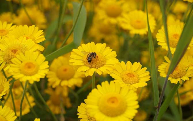 蜂蜜是怎么來的？絕非蜜蜂拉的屎，事實上蜜蜂釀蜜過程極為復雜！