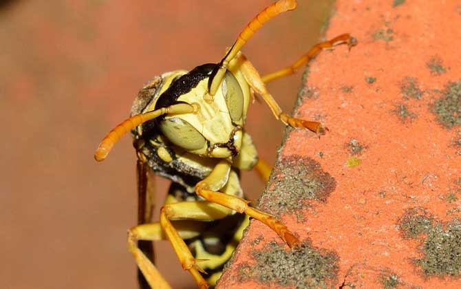 窗外有馬蜂窩吉利嗎？與吉利無(wú)關(guān)，只能表明窗外適合馬蜂筑巢！