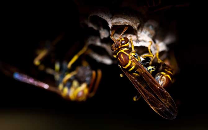 被馬蜂蟄了多久會死亡？未必會死亡，但馬蜂蟄人致死也常有發生！