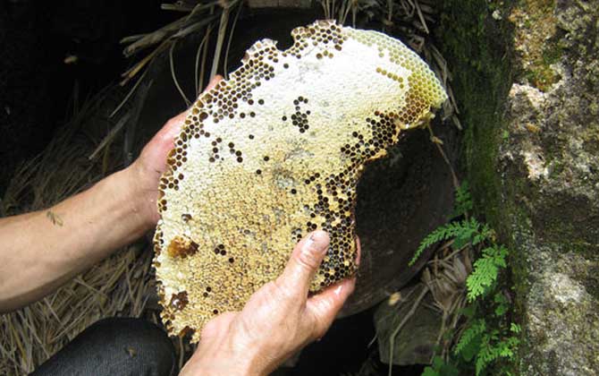 土蜂蜜和普通蜂蜜的區別，不但釀制蜂種不同，營養價值也不同！