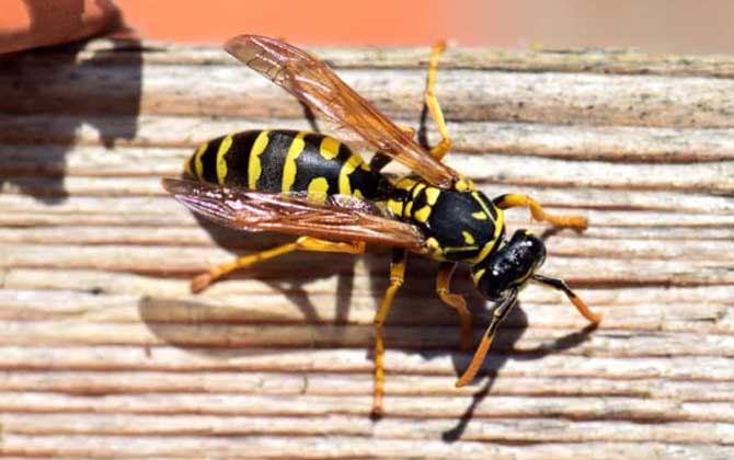 被馬蜂蟄了怎么辦？怎么消腫？切勿掉以輕心，嚴重時會危及生命！