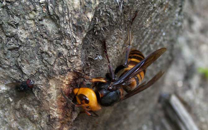 被牛角蜂蟄了找不到刺怎么辦？不必?fù)?dān)心，馬蜂蟄人不會留下毒刺！