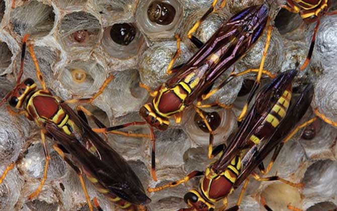 馬蜂報復(fù)的原理是什么？依靠信息素標(biāo)記入侵者，并引導(dǎo)蜂群攻擊！