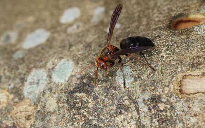 牛角蜂蟄了會不會死人？輕者被蟄處疼痛難忍，嚴重時可致人死亡！