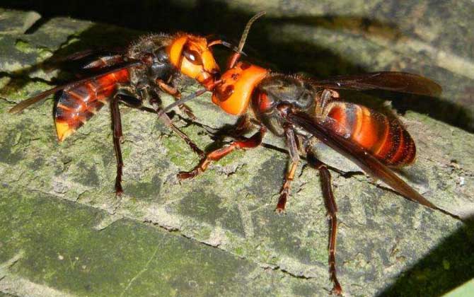 被一只虎頭蜂蟄了會(huì)死嗎？一般不會(huì)死人，但建議前往醫(yī)院就醫(yī)！