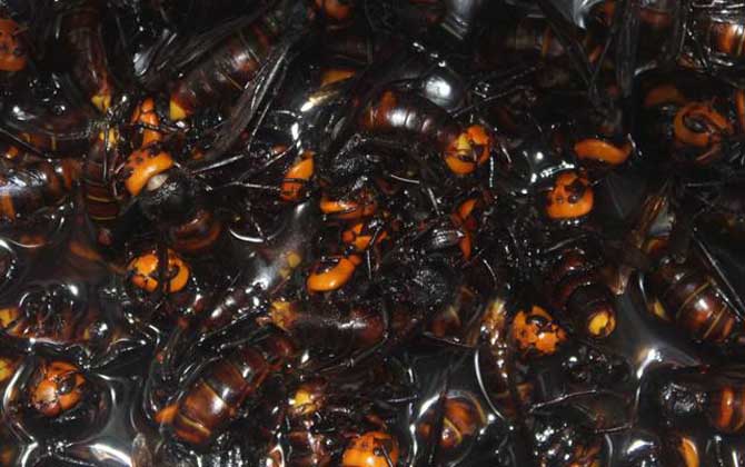 馬蜂泡酒喝死人是真的嗎？的確是真的，長期過量飲用可致人死亡！