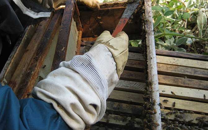 蜂膠傷肝是怎么回事？正確服用能保肝，食用不當反而損傷肝臟！