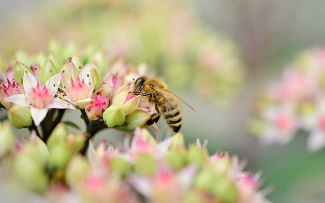 蜂毒能治療腰間盤突出嗎？有一定的效果，但效果可能并不明顯！