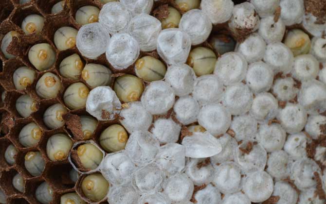 女人吃蜂蛹的功效與作用，不但能增強體質(zhì)，而且還能美容養(yǎng)顏！