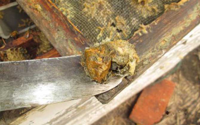 純天然蜂膠多少錢一斤？