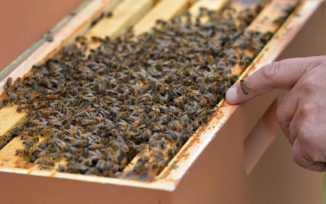 蜂膠可以長期服用嗎？