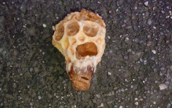 蜂王胎和蜂王漿哪個好？