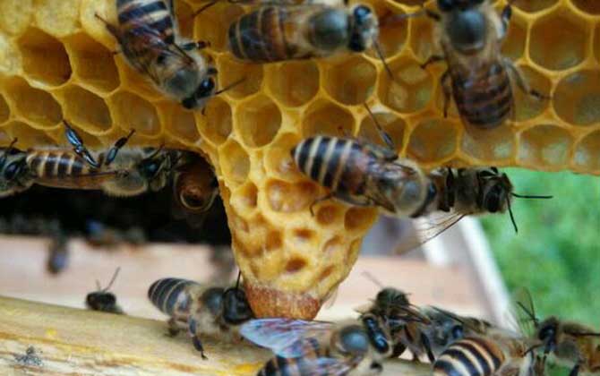 蜂王胎是什么東西？