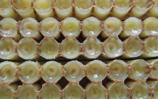 蜂王胎不適合什么人吃？