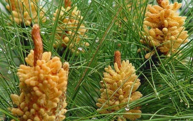 松花粉是什么東西？