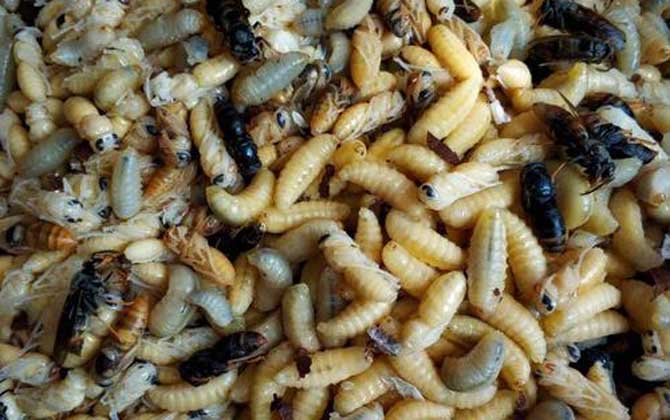 蜂蛹泡酒的作用與功效及簡(jiǎn)單做法