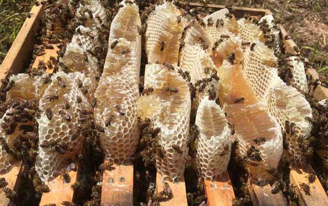 蜂箱里抹什么不生巢蟲？