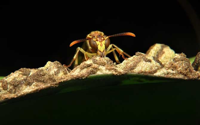 胡蜂和蜜蜂的的區別