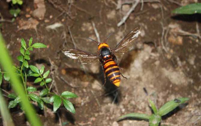 金環(huán)胡蜂的種類及圖片大全