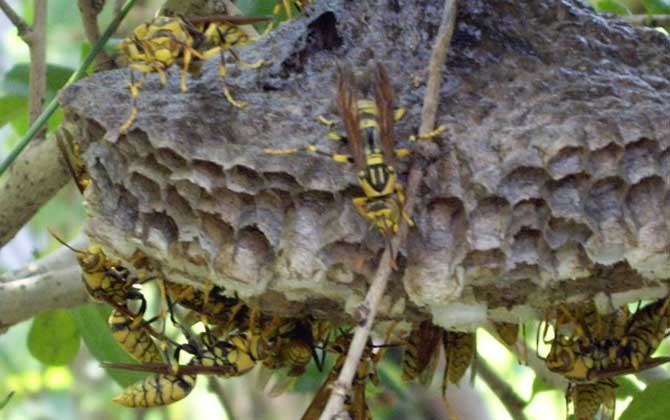 長腳胡蜂的毒性強不強？