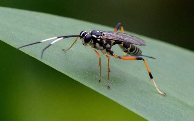 寄生蜂是怎么寄生的？