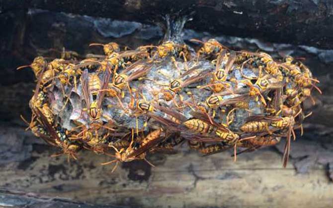 一窩胡蜂有多少只蜂王？