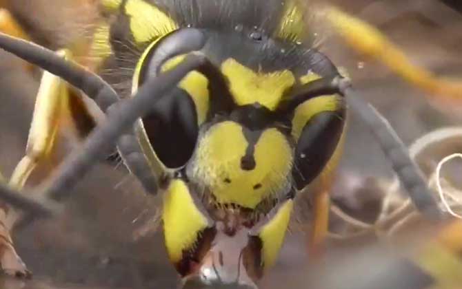 養200窩胡蜂有多少錢？