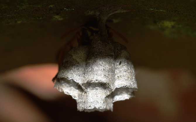 馬蜂最簡單的驅趕方法