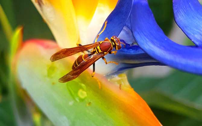 馬蜂蟄后多久才能放心？