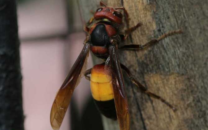 人頭蜂蟄了有什么危害？