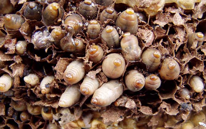 人頭蜂窩多少錢一斤？