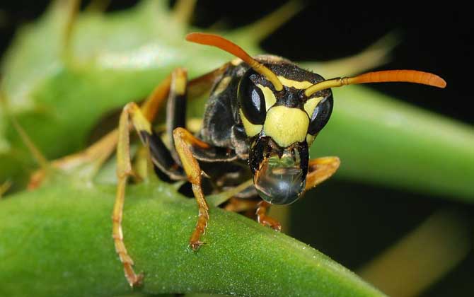 馬蜂蟄后會自己消腫嗎？