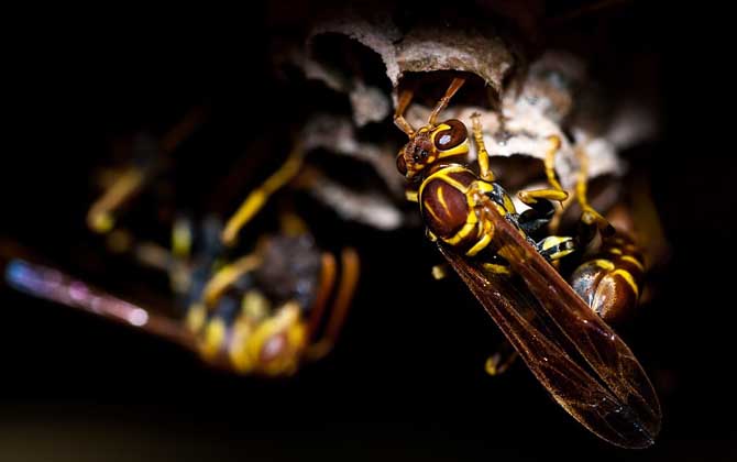 黃蜂進家里預(yù)兆死人是真的嗎？