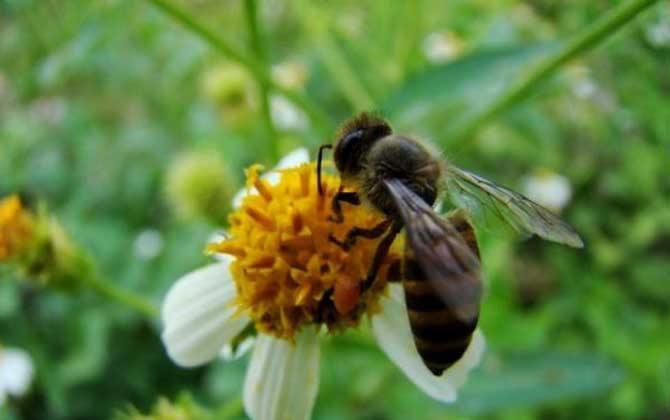 初學養(yǎng)蜂步驟及方法