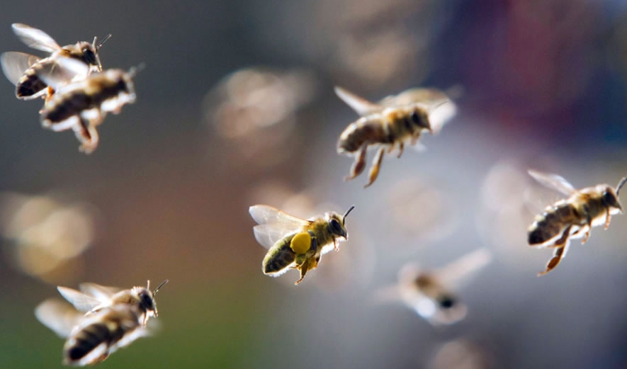 【蜜蜂養(yǎng)殖】給蜜蜂喂白糖會(huì)影響蜂蜜的質(zhì)量嗎？