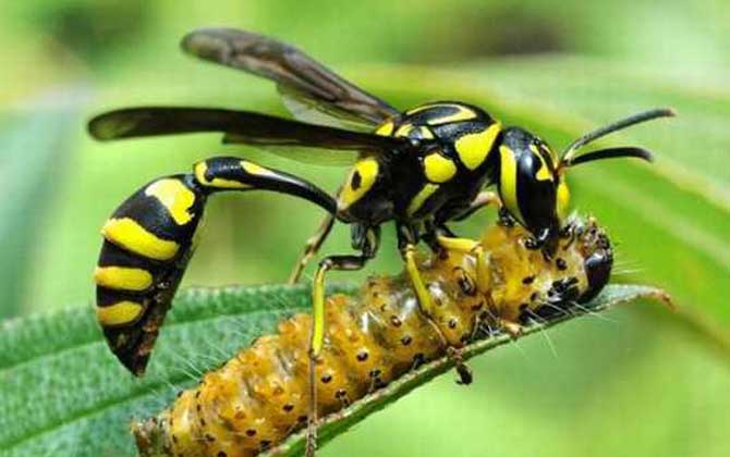 細腰蜂長什么樣子（細腰蜂種類及圖片大全）