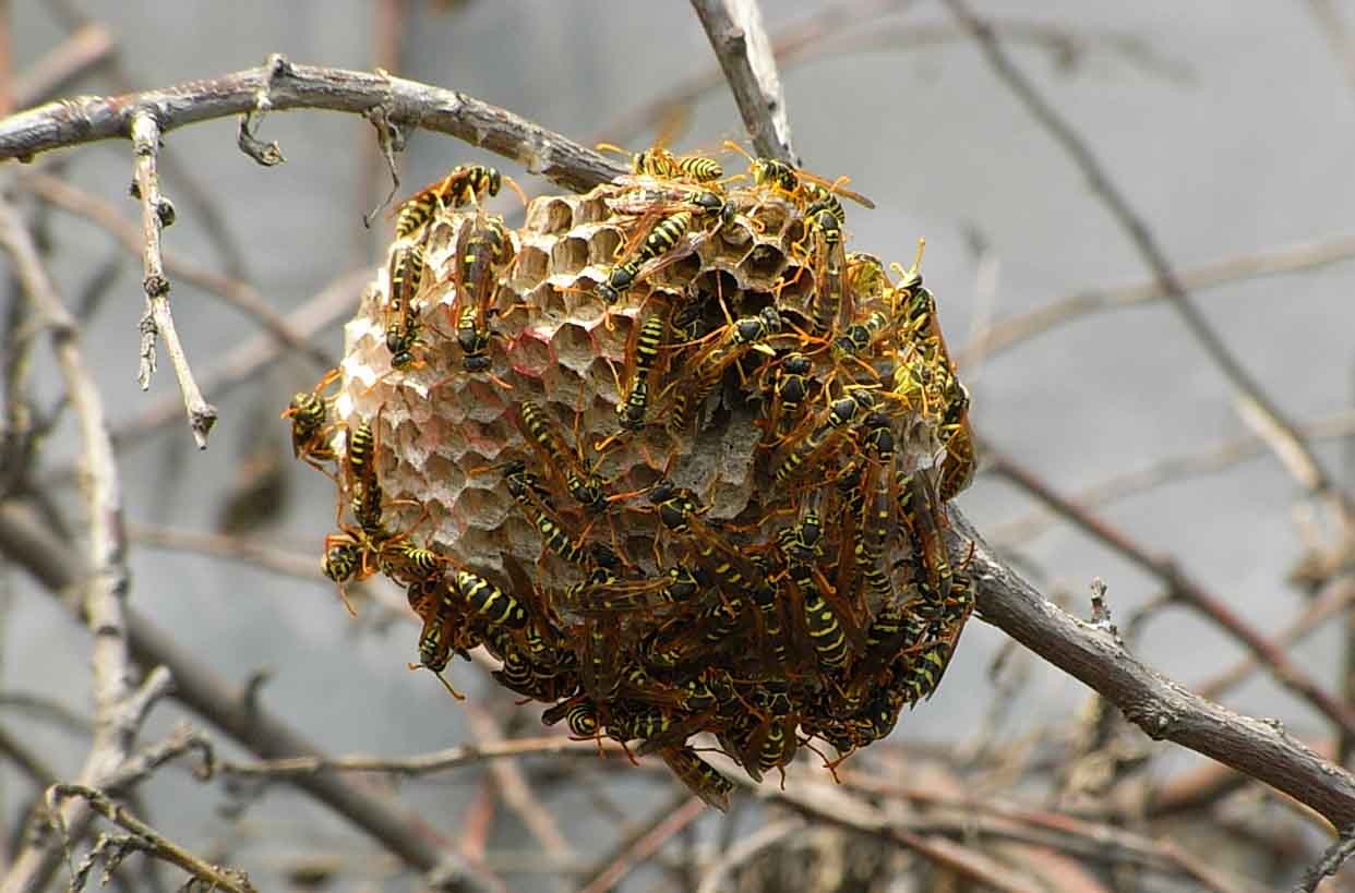 馬蜂窩是用什么做出來的？(馬蜂喜歡在什么地方做窩)