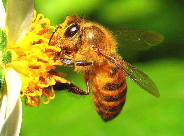 【蜜蜂養(yǎng)殖】蜜蜂的強(qiáng)群標(biāo)準(zhǔn)是怎樣的？