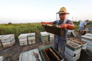 國家對(duì)養(yǎng)蜂場(chǎng)所建板房有新政策嗎（國家對(duì)養(yǎng)蜂地點(diǎn)的政策）