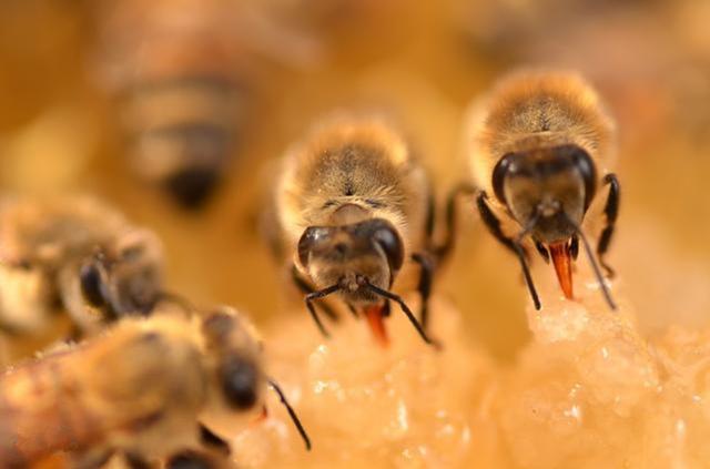 大蜂場如何大批量組織交尾群（蜜蜂養殖，如何組建交尾群）