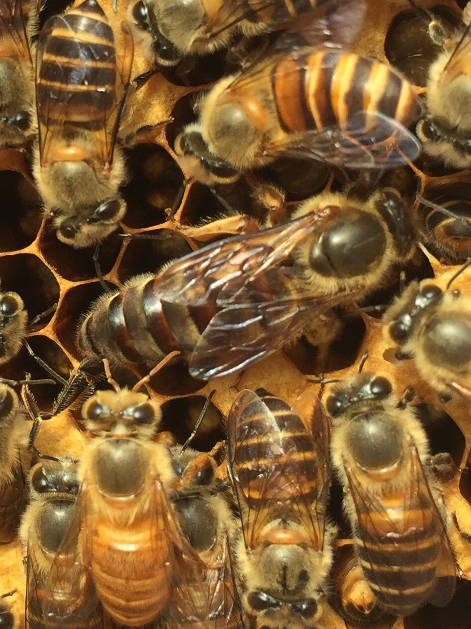 松丹一號能當種王嗎（教你如何選育優(yōu)質的蜂種王）