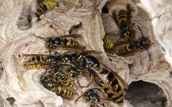 馬蜂蟄了幾個小時算安全（黃蜂蟄了怎么消腫止癢）