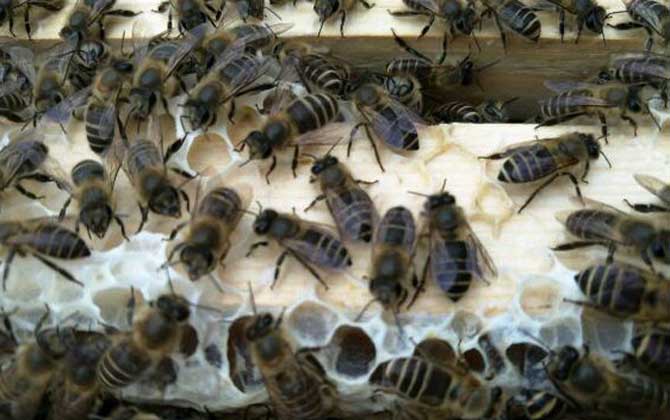 阿壩中蜂在西南養殖群勢怎么樣（阿壩中蜂高效養殖管理技術）