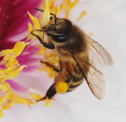 養(yǎng)蜂的工具器材有哪些（現代養(yǎng)蜂必須要用現代養(yǎng)蜂工具）