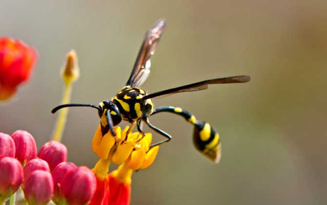 細腰蜂是蜜蜂嗎（腰很細的蜜蜂是什么蜂）