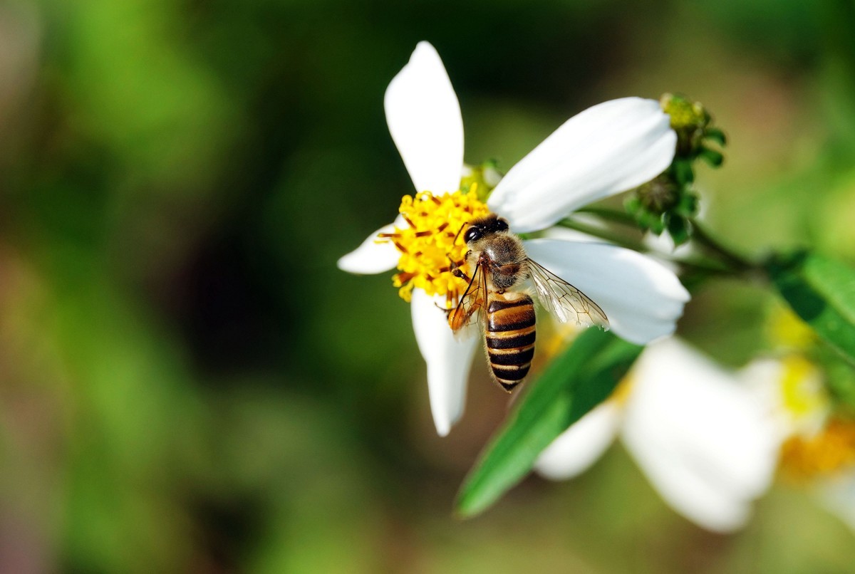 新手養(yǎng)蜂什么季節(jié)開始（新手養(yǎng)蜂最好什么時(shí)候養(yǎng)）